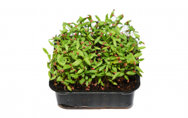 Simply Fresh Parsley-MH   Box  1 pcs